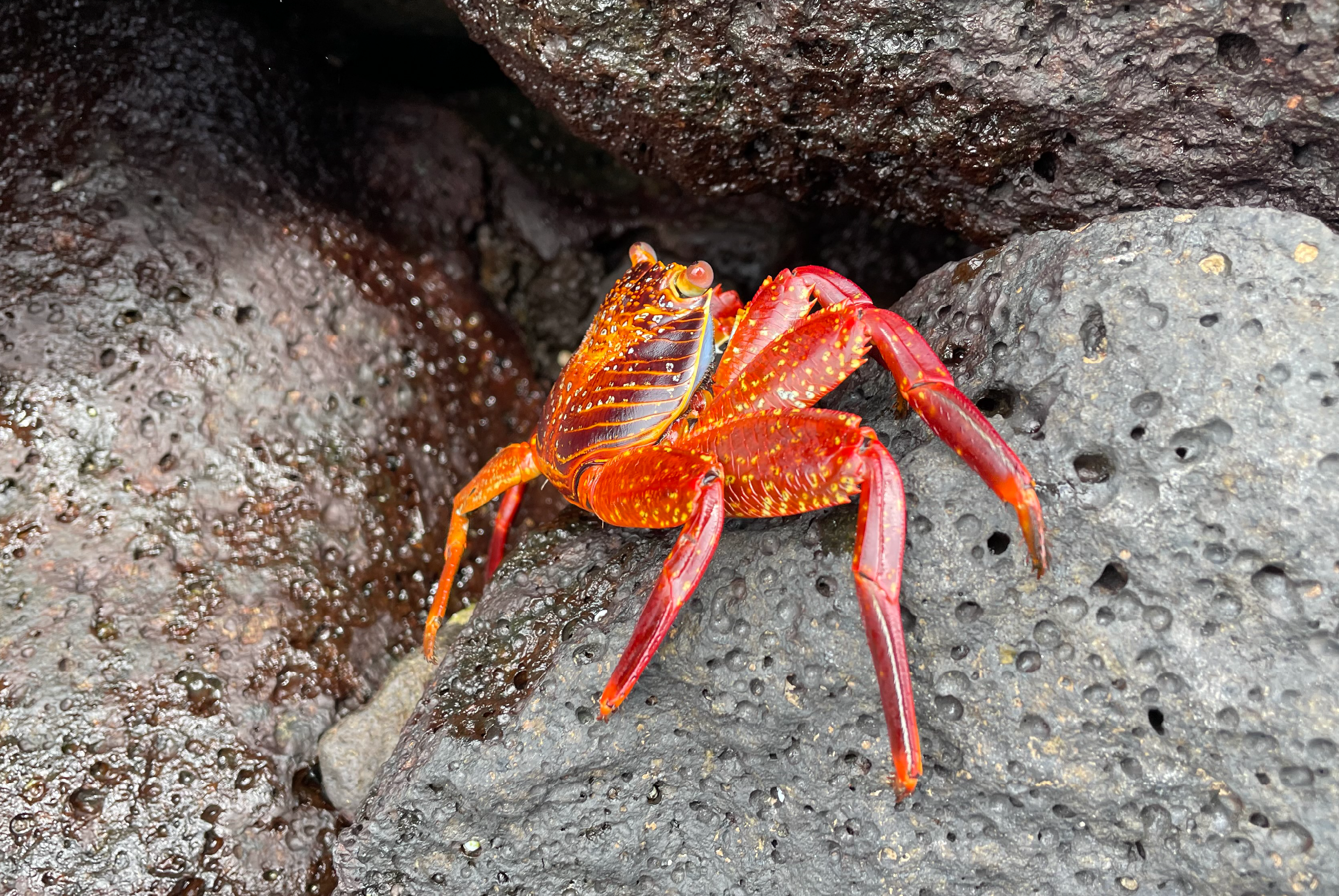 Crab