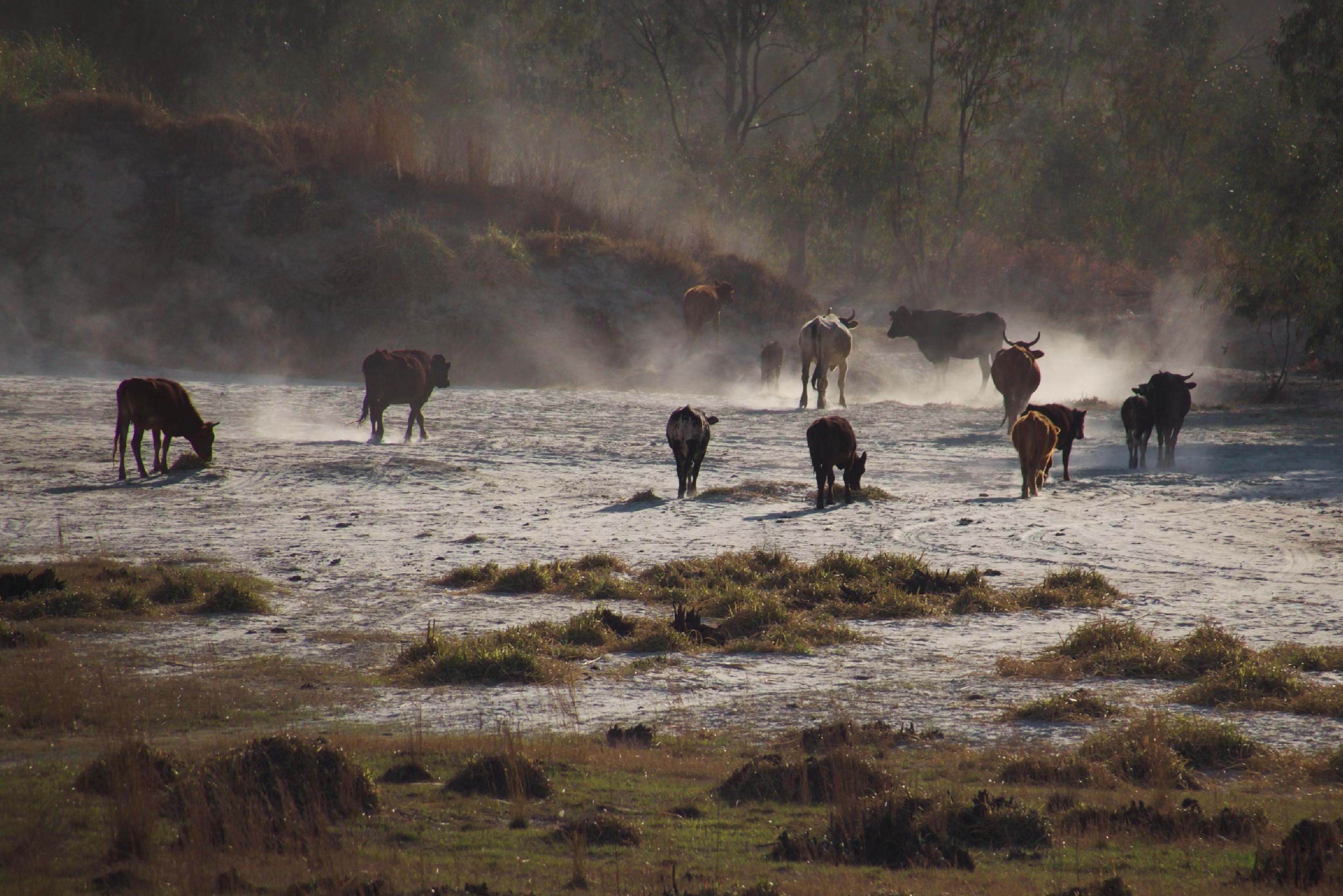 Animals near water basin