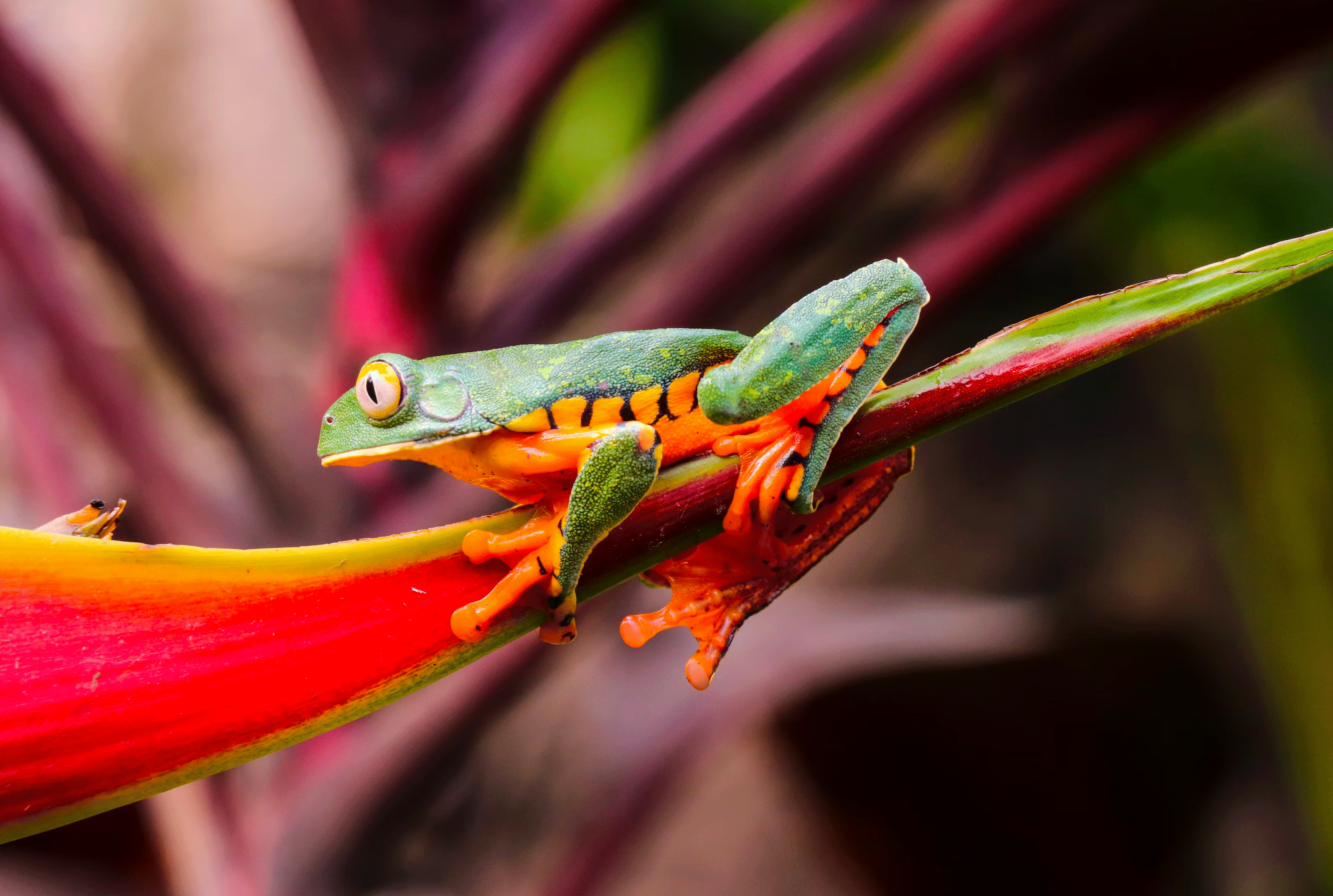 Frog in rainforest