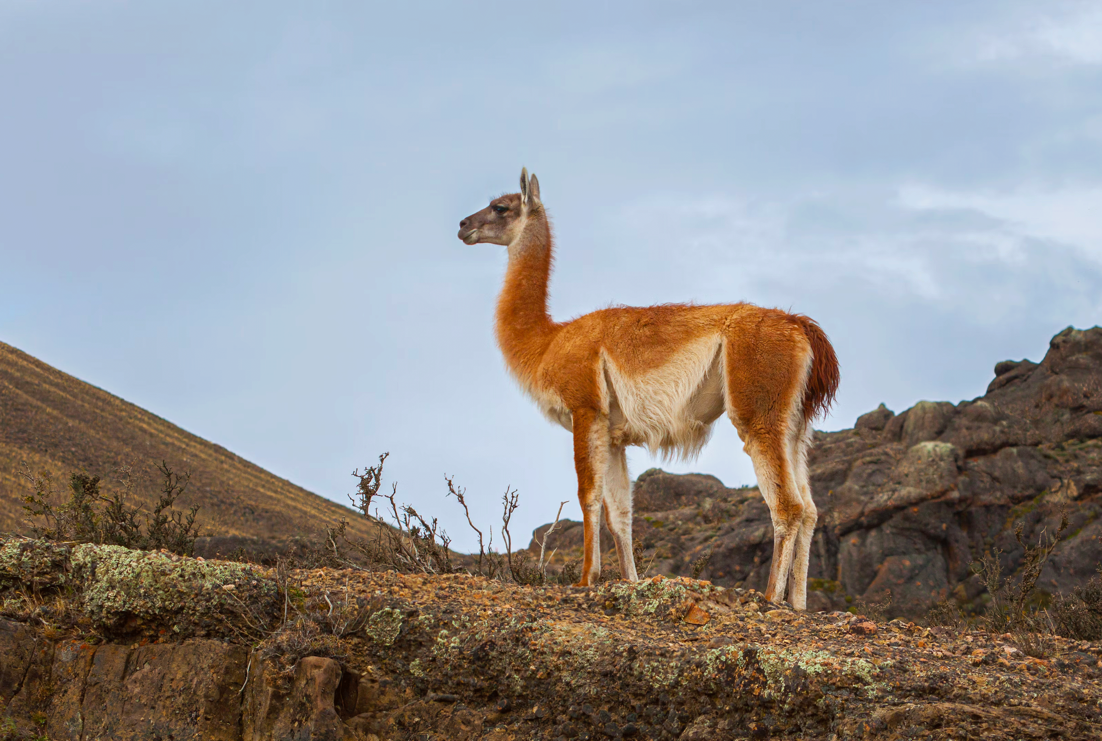 Guanaco