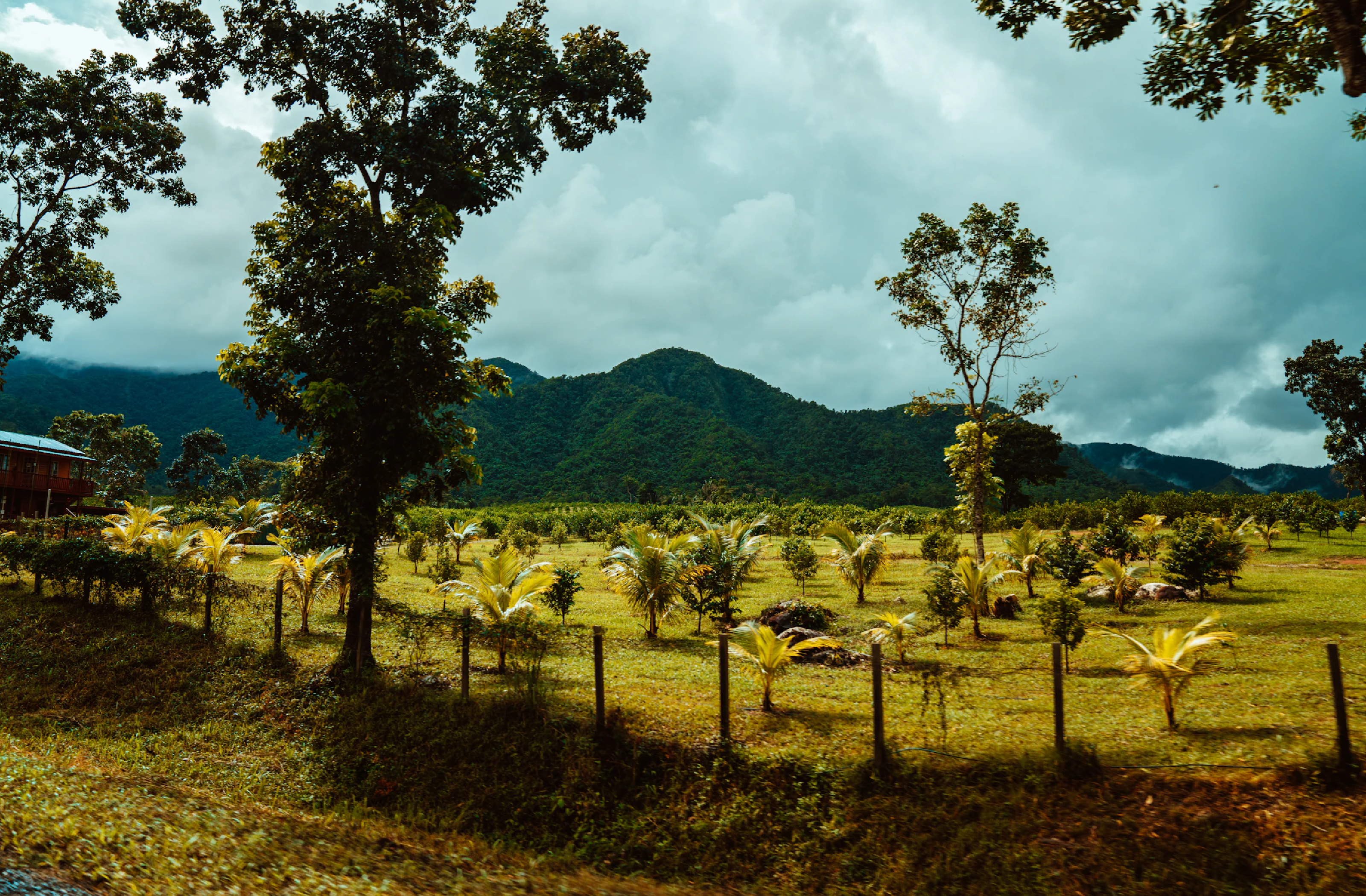 Trees growing