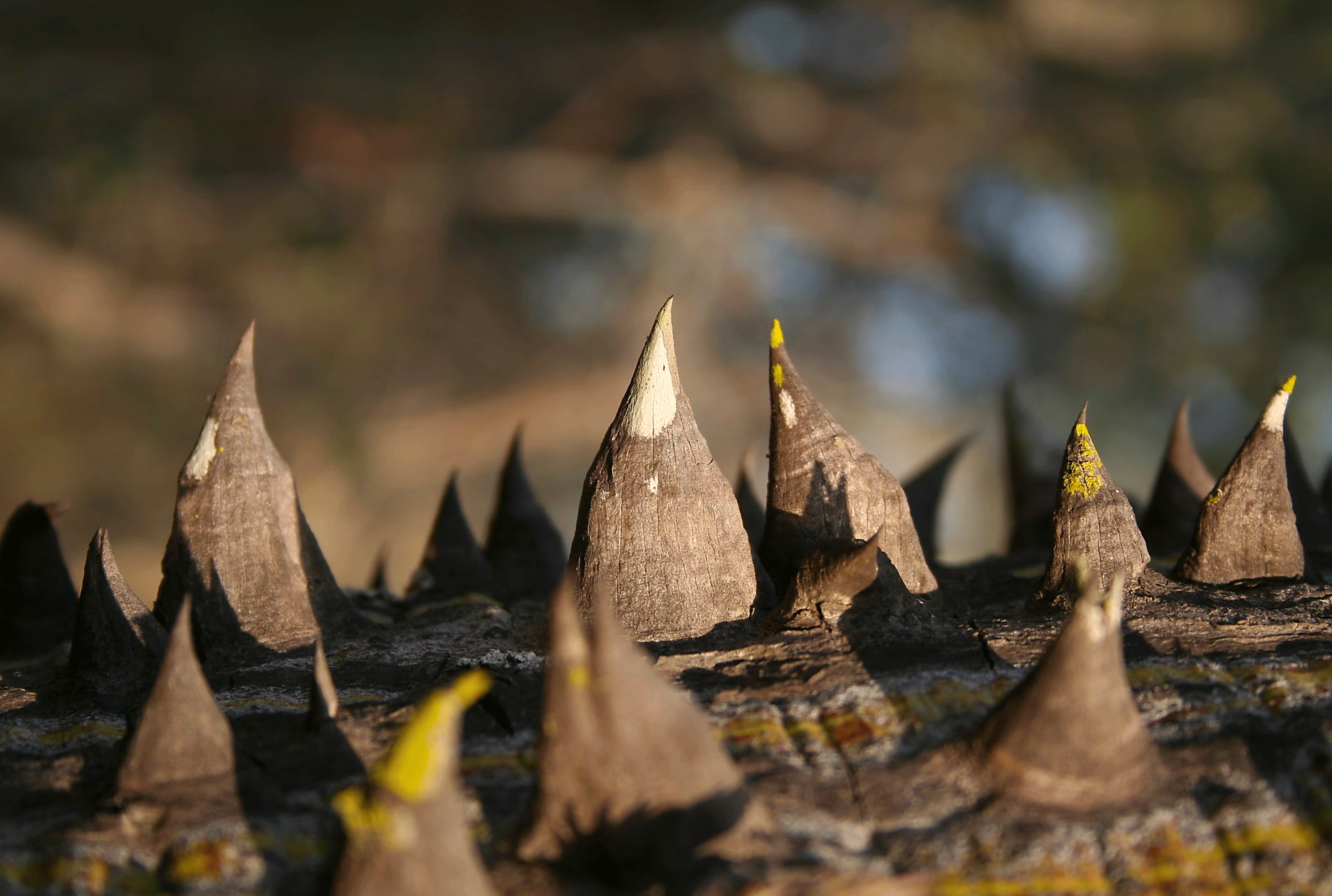 Spikes on a plant